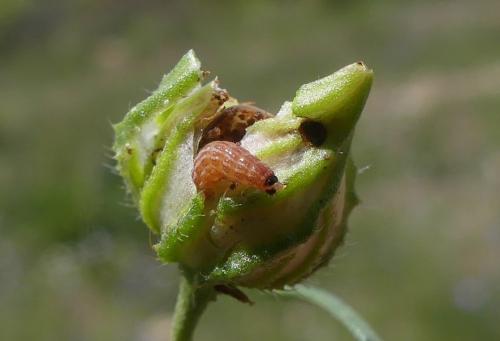 Mesophleps sp.